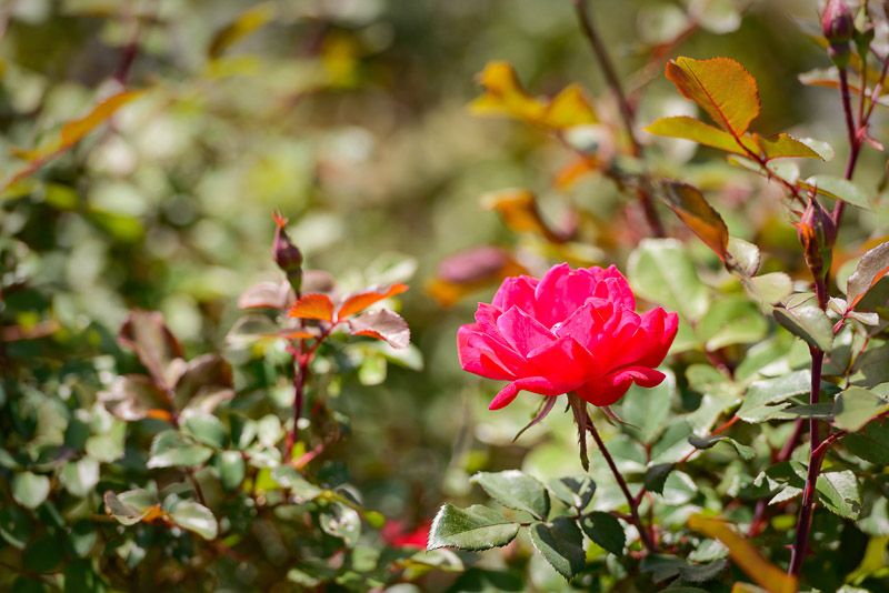 A vibrant pink rose in full bloom amidst lush green foliage.
