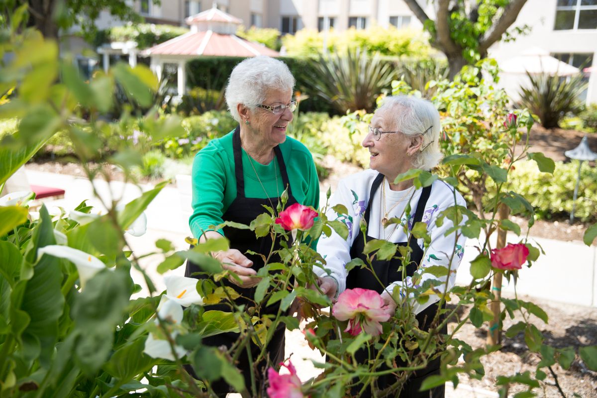 Two senior women enjoying gardening together among blooming roses.