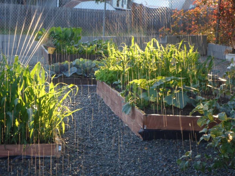A vegetable garden with raised beds being watered under sunlight.