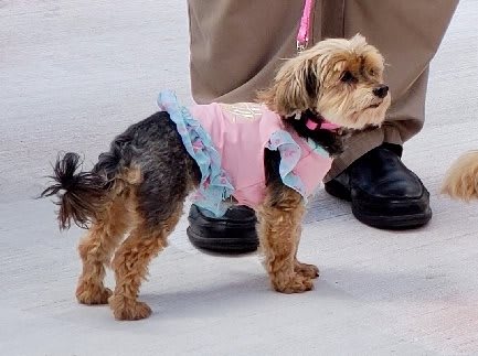 A small dog wearing a pink outfit stands on a leash.