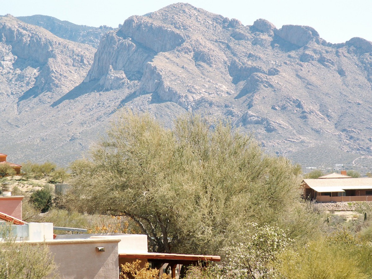A desert landscape with mountains in the background and trees near houses.