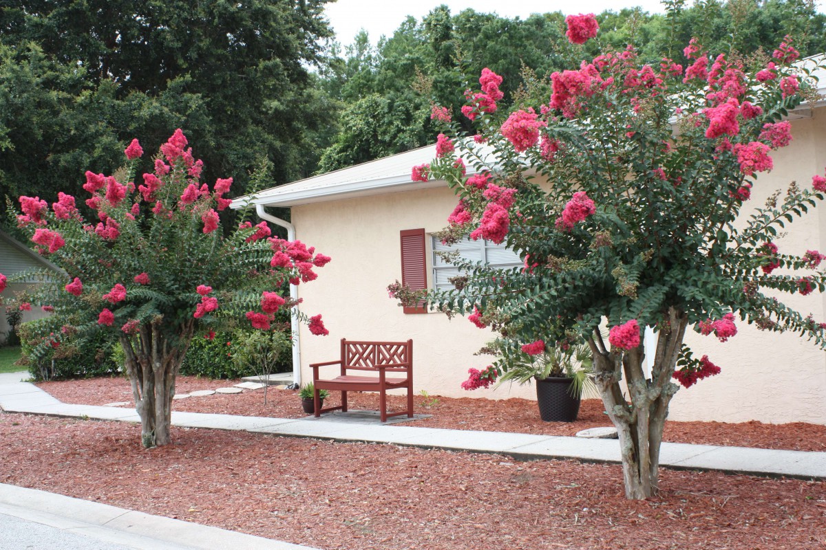 A small house with a garden featuring blooming trees and a bench outside.