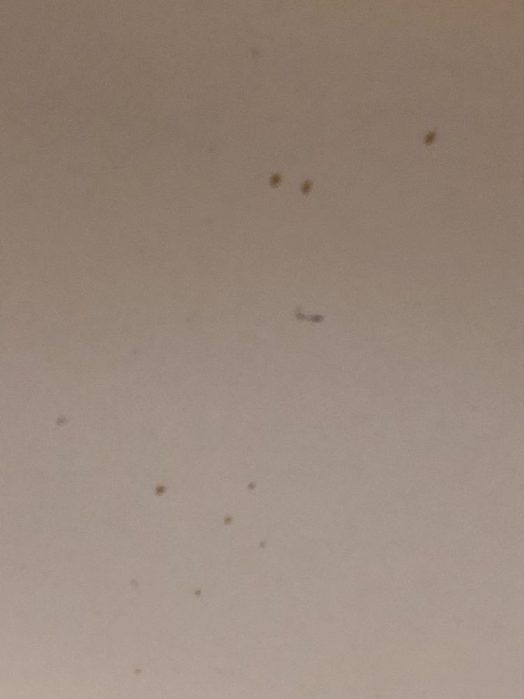 A plain wall with visible spots and stains.