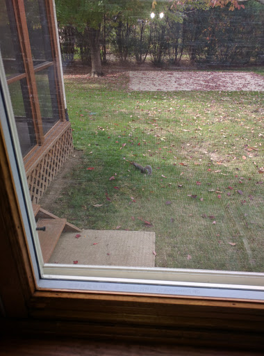 A view of the yard through a window, featuring grass and an open space.