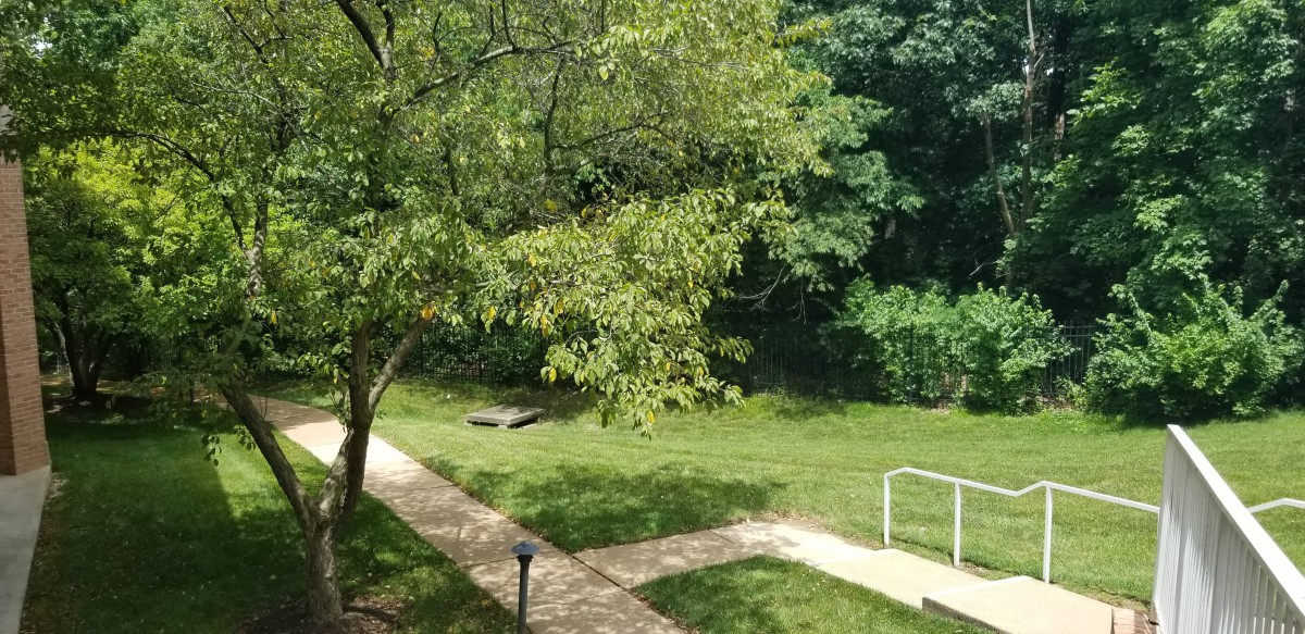 A peaceful outdoor scene with a tree, grass, and a walking path.