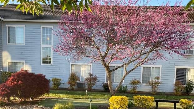 A blooming tree with pink blossoms in front of a light blue house, surrounded by well-maintained garden shrubs.