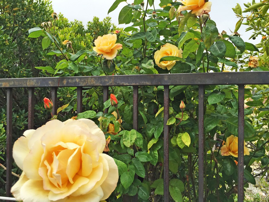 A garden scene featuring vibrant yellow roses blooming beside a metal fence.
