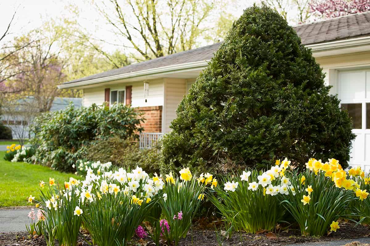 A beautiful garden in front of a house featuring daffodils and green bushes.