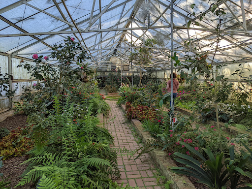 A vibrant greenhouse filled with a variety of plants and ferns, showcasing the beauty of nature indoors.