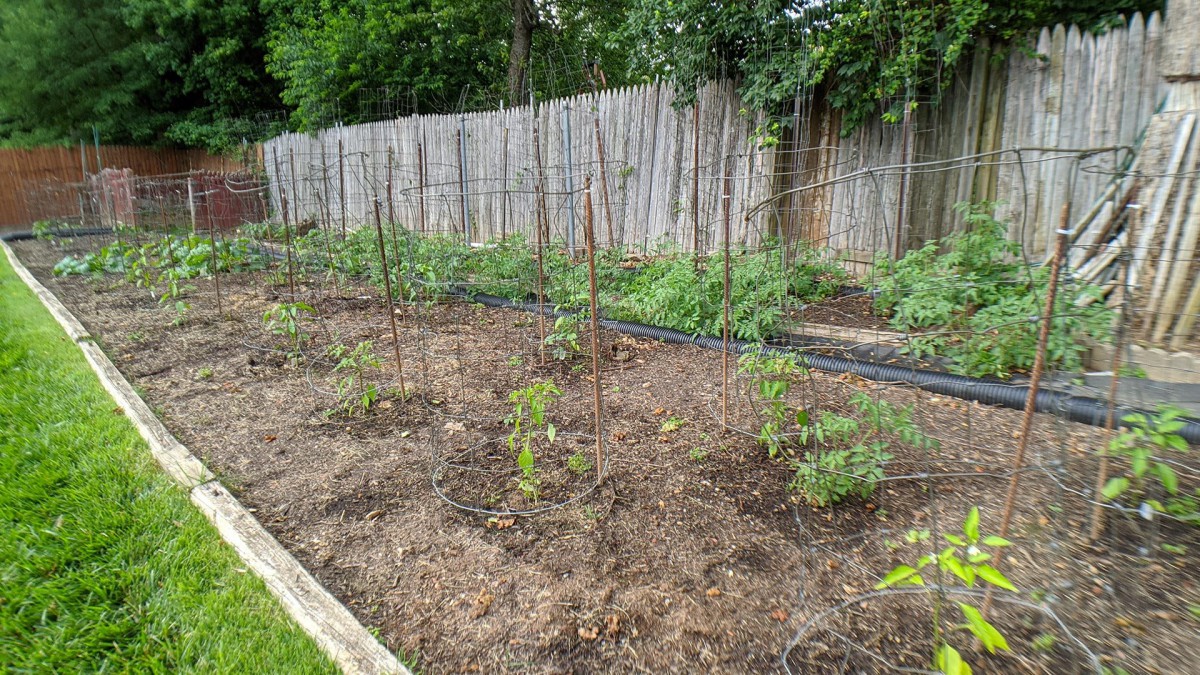 A vegetable garden with young plants supported by stakes, surrounded by a wooden fence.