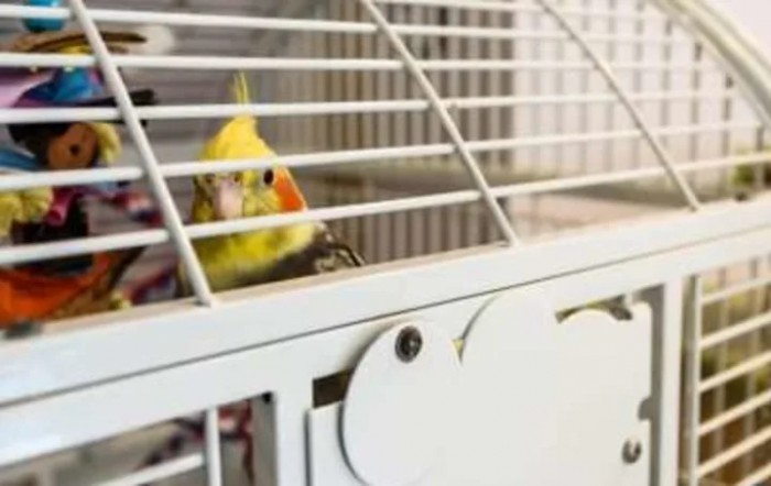 A cockatiel peeking out from its cage.