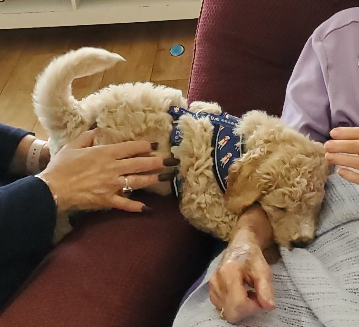 A cute puppy cuddling on a sofa with people.