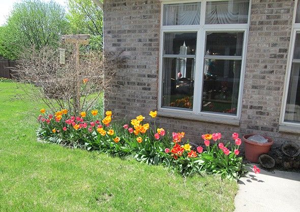 A vibrant garden with colorful tulips in front of a brick house.