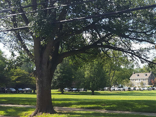 A serene view of a large tree in a park surrounded by lush green grass.