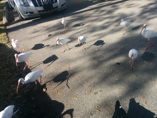 A group of white birds gathered in a parking lot.