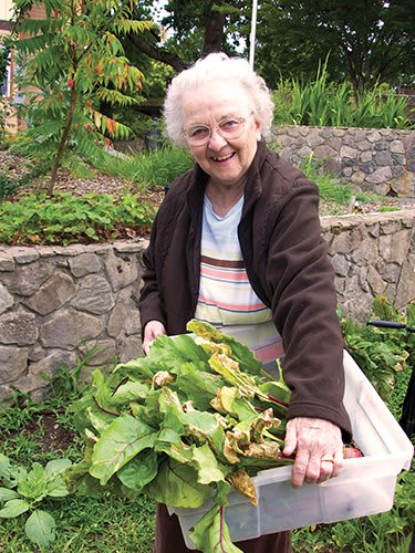 An elderly woman happily harvesting vegetables in her garden.