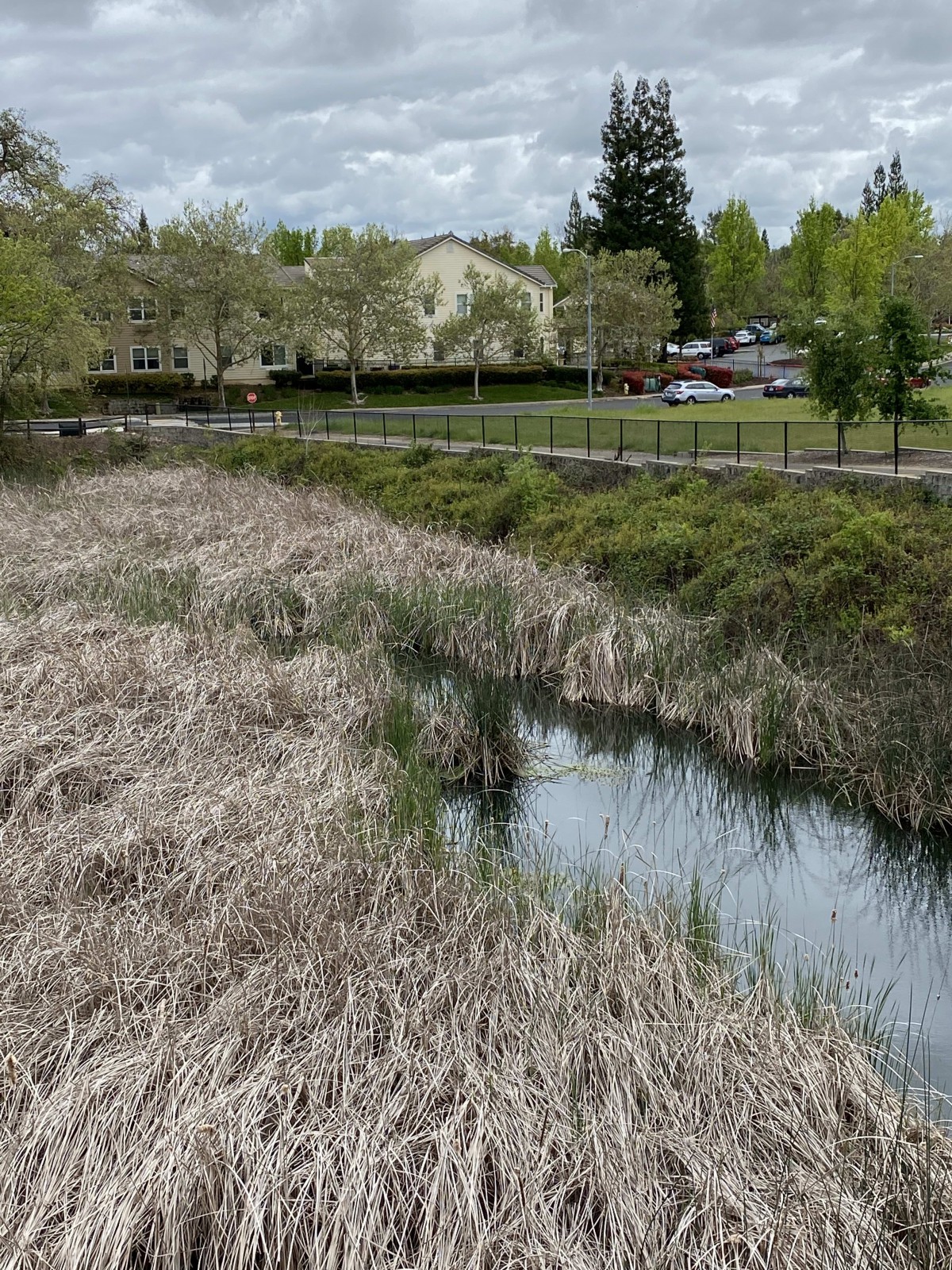 A serene wetland area with reeds and trees, featuring a small pond bordered by a fence.
