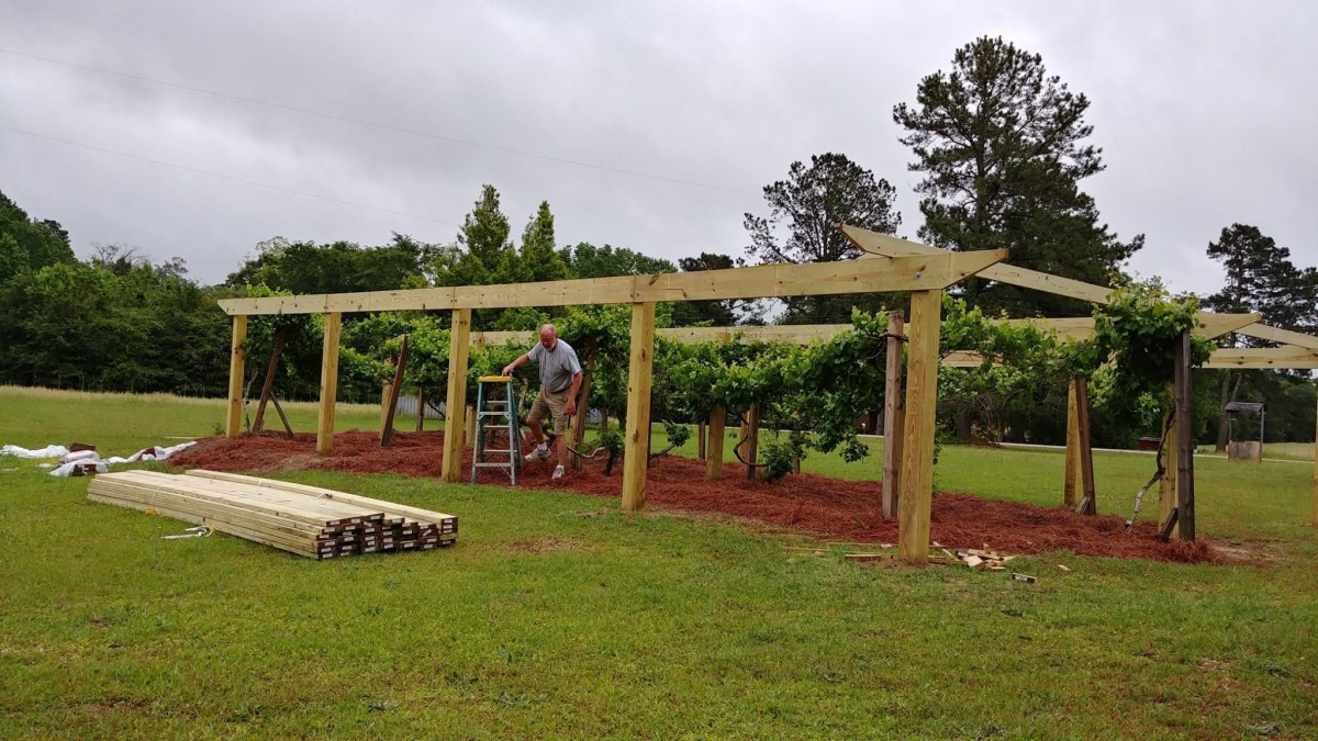 A person working on constructing a trellis in a vineyard.