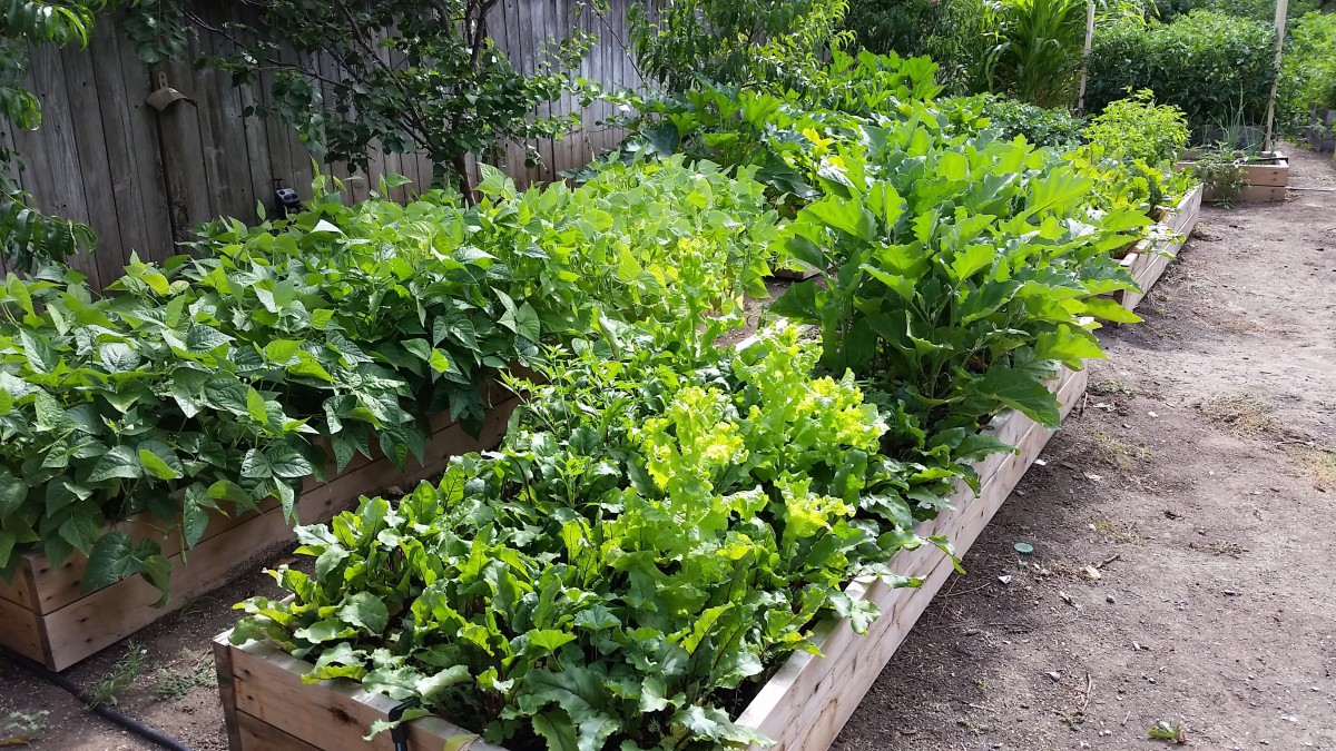A lush vegetable garden with raised beds full of various green plants.