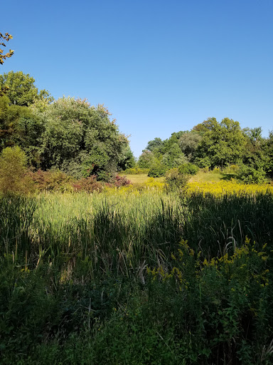 A serene landscape filled with lush greenery and wildflowers under a clear blue sky.