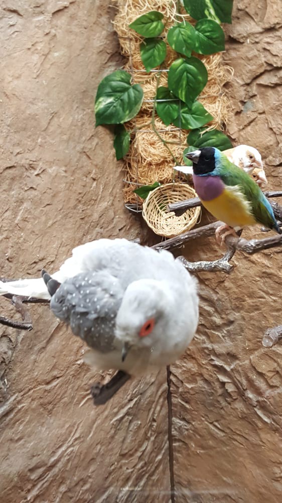 Two vibrant birds perched on branches, surrounded by a natural setting.