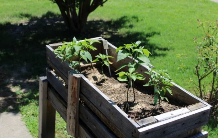 A wooden raised garden bed containing young plants under bright sunlight.