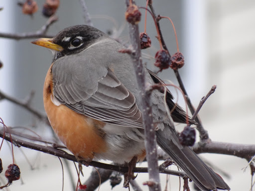 A close-up of a robin perched on a branch.