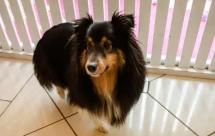A Shetland Sheepdog standing indoors near a window.