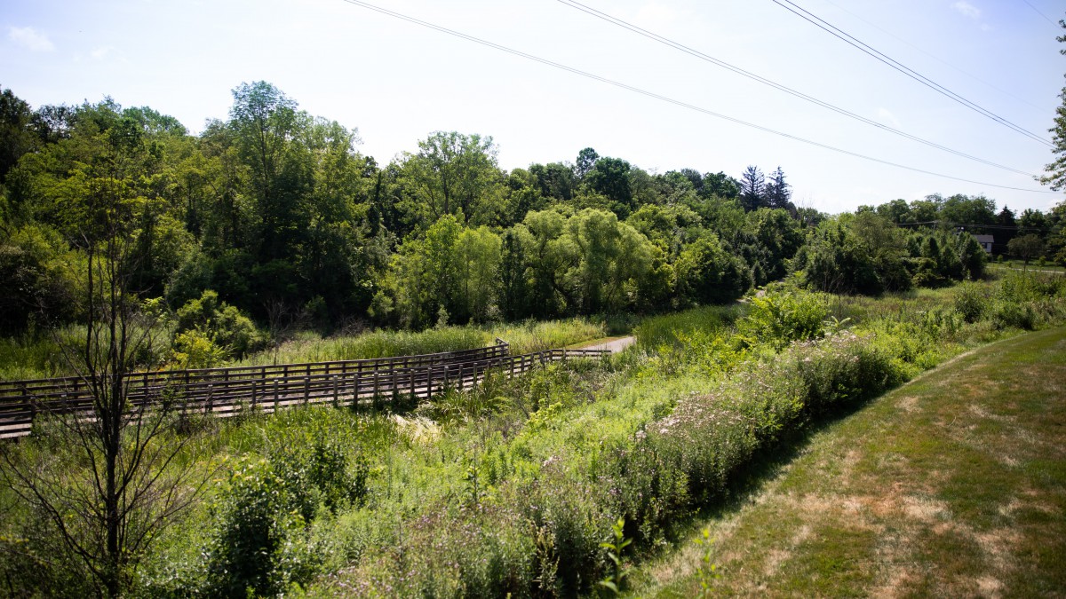A serene landscape featuring a wooden bridge surrounded by lush greenery and trees.