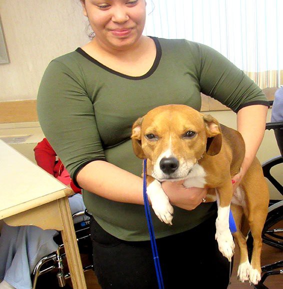 A woman holding a brown and white dog indoors.