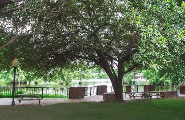 A tranquil park scene with a large tree providing shade over benches and a grassy area.
