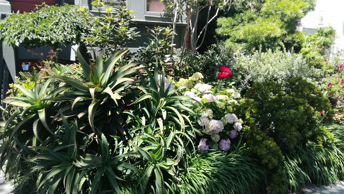 A lush garden filled with various plants and colorful flowers.