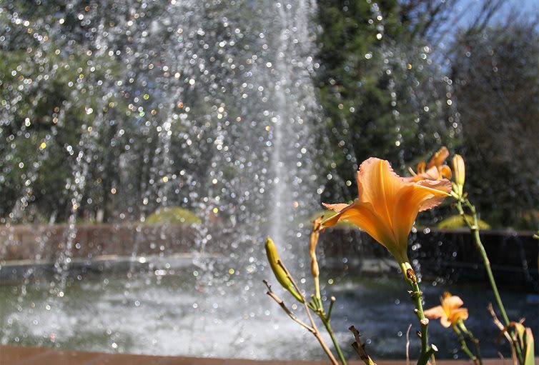 A bright orange lily in focus with a blurred fountain backdrop.
