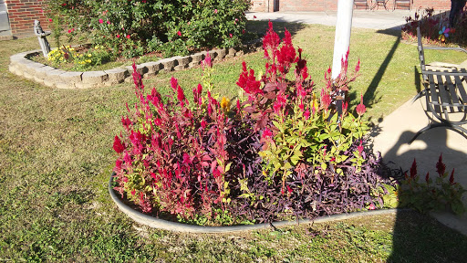 A vibrant flower bed showcasing a mix of red and green foliage.