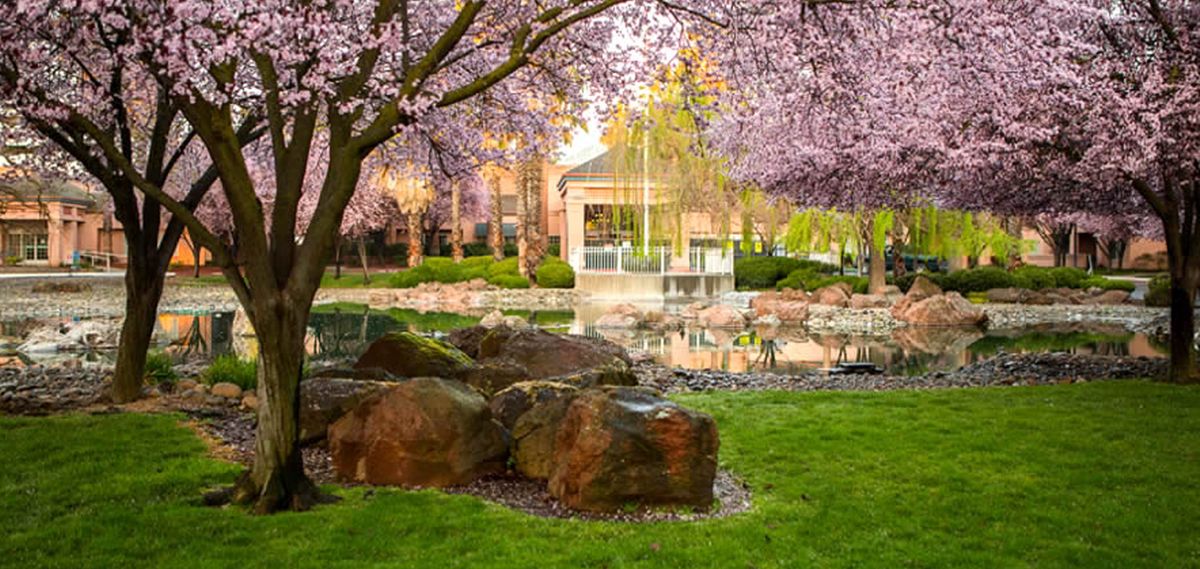 A serene garden scene with blooming cherry blossoms and lush greenery surrounding a small pond.