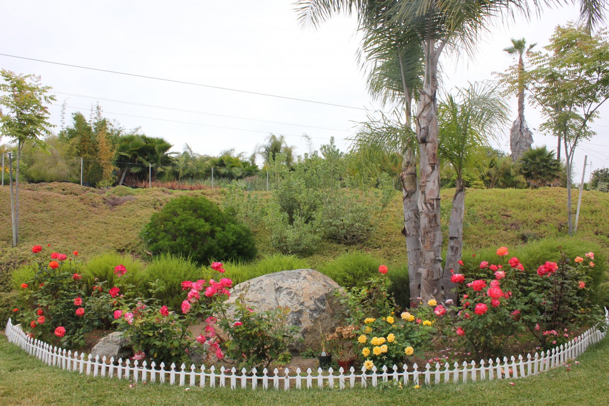 A beautiful garden with colorful flowers, a large rock, and palm trees surrounded by lush greenery.