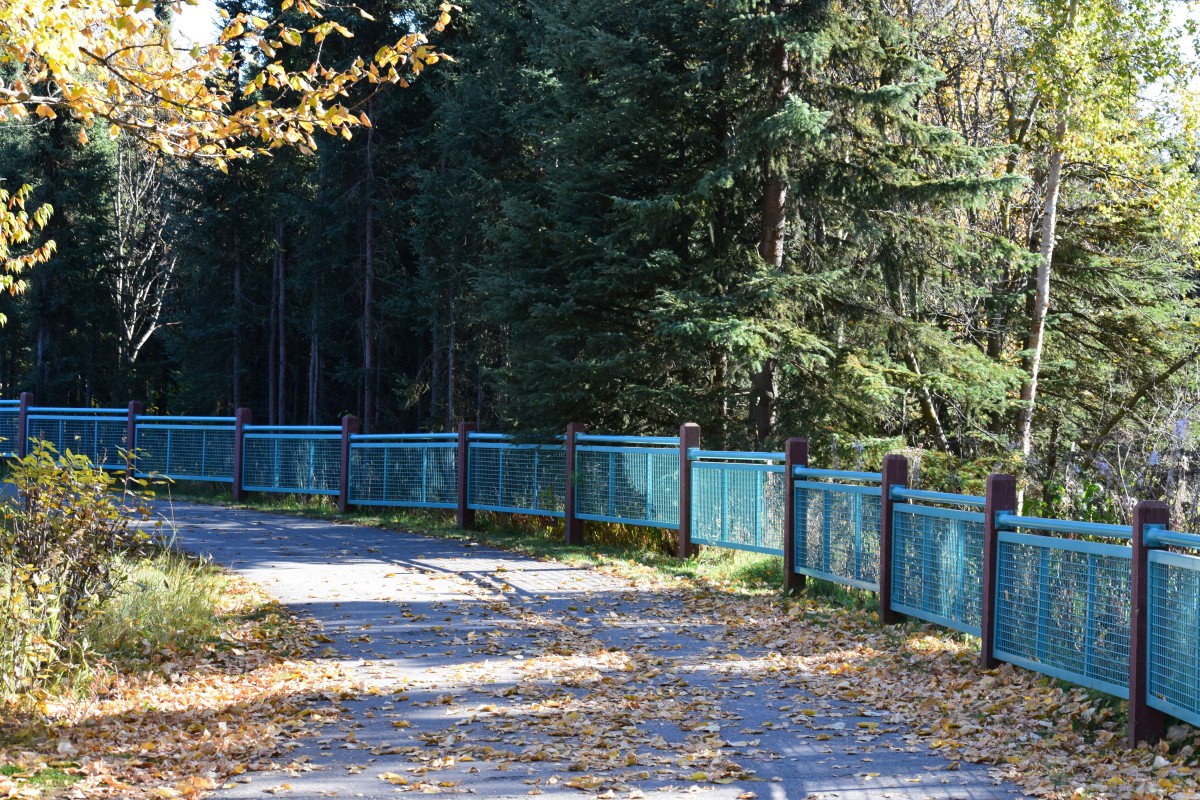 A scenic forest path lined with a blue fence on an autumn day.