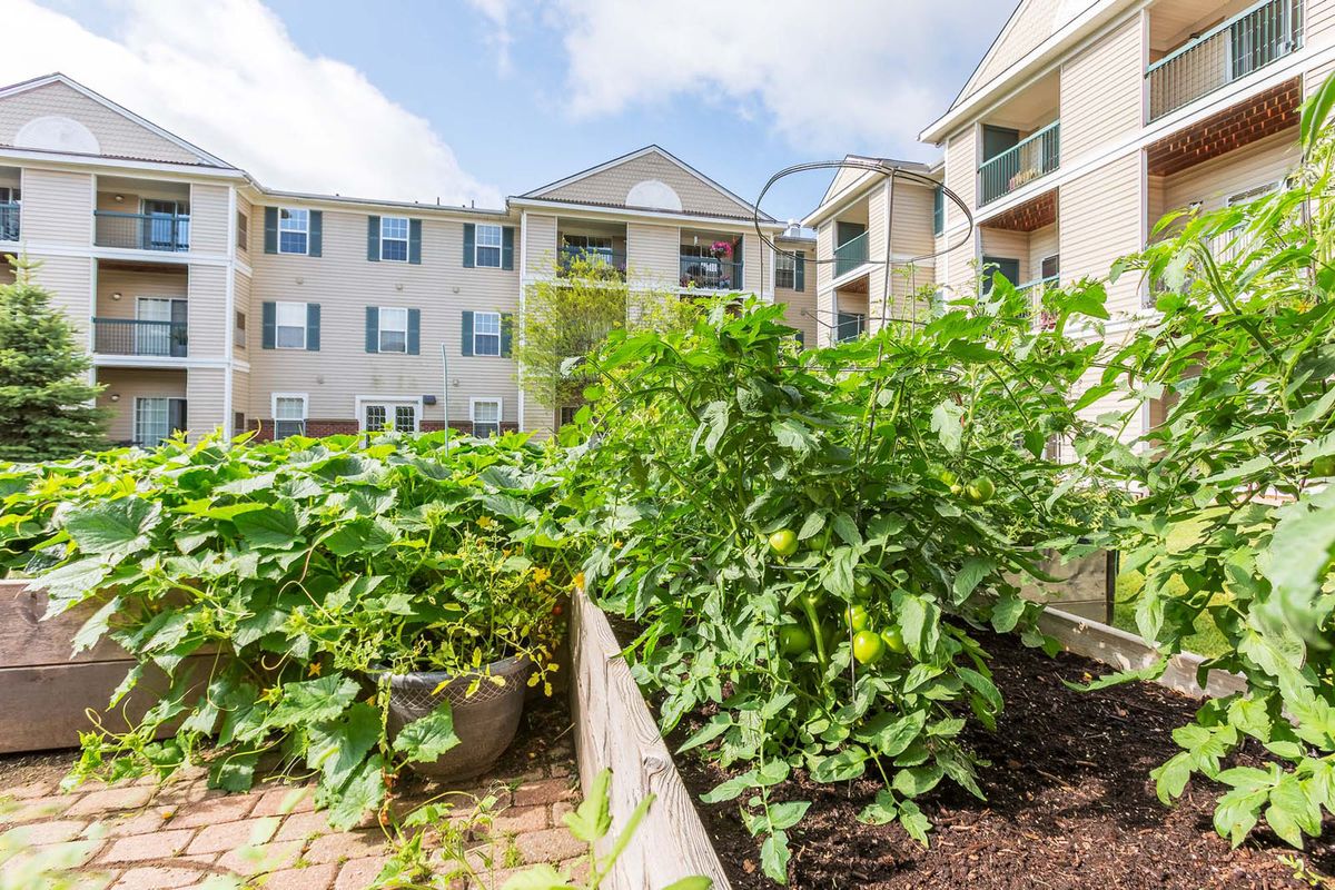 A community garden with lush green plants grows amidst an apartment complex, showcasing urban gardening in raised beds.