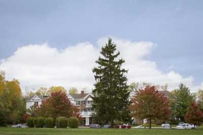 A tall evergreen tree in front of houses in a residential area.