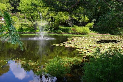 A serene pond surrounded by lush greenery, featuring a gentle fountain and floating lilypads.