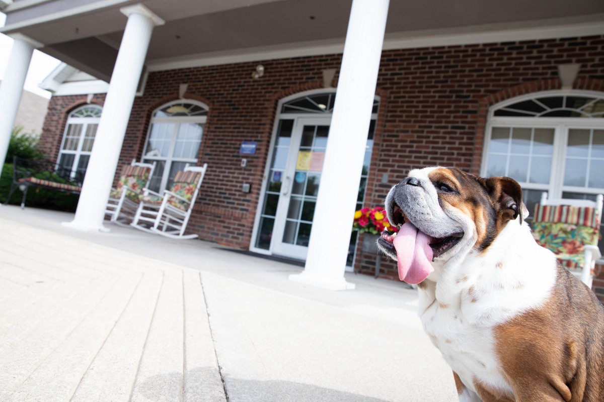 A happy bulldog sits on a porch with white columns and rocking chairs in the background.