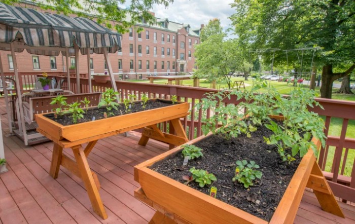 Raised wooden planters on a deck in an urban setting, with young vegetable plants growing.