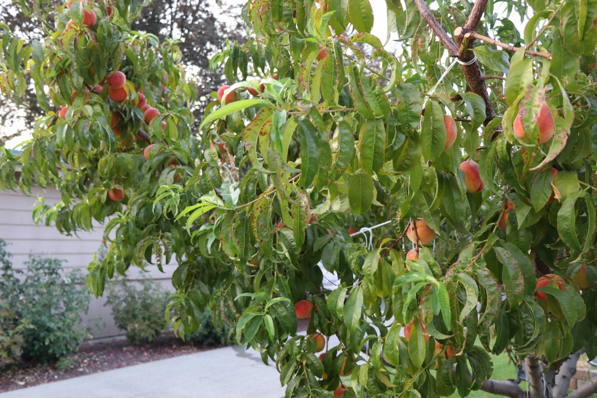 A fruit-bearing tree with lush green leaves and ripe fruits.