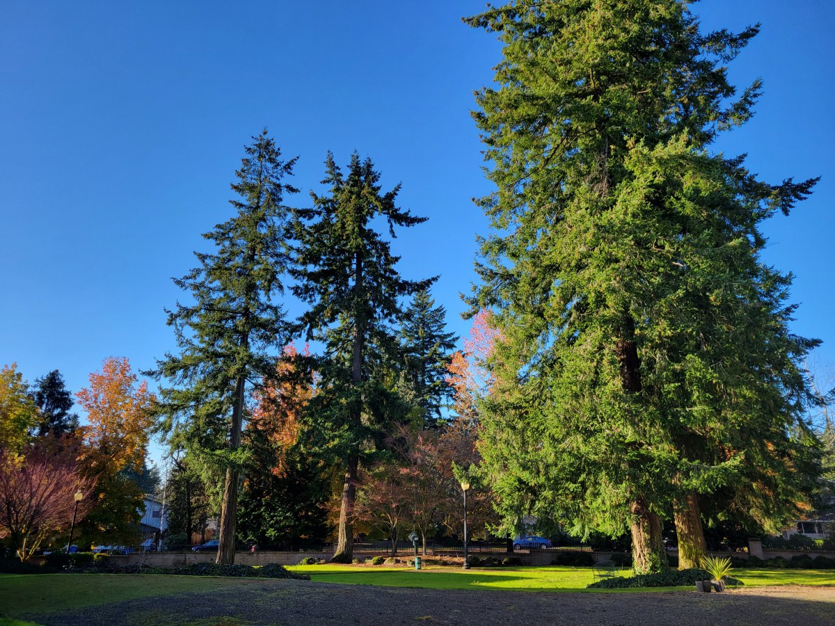A tranquil park scene featuring tall evergreen trees under a clear blue sky.