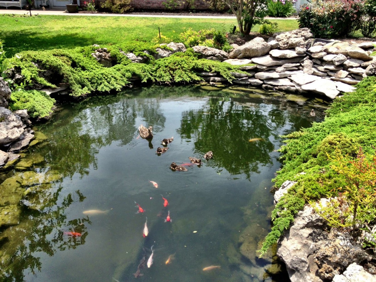 A serene garden pond with ducks and koi fish swimming peacefully.