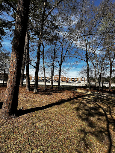A serene view of a forested area under a clear blue sky, showcasing the interplay of light and shadows.