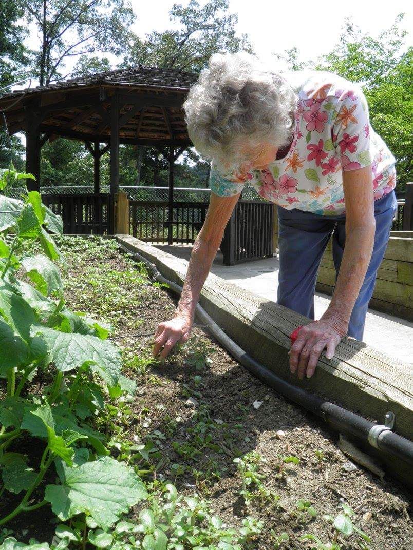 An elderly woman tends to a garden on a sunny day.