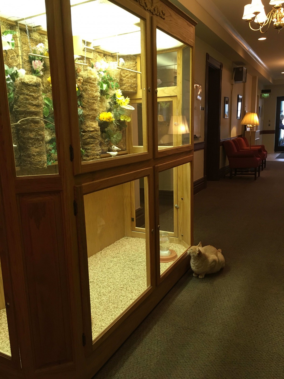 A tortoise resting in a hallway next to an indoor aquarium setup in a hotel lobby.