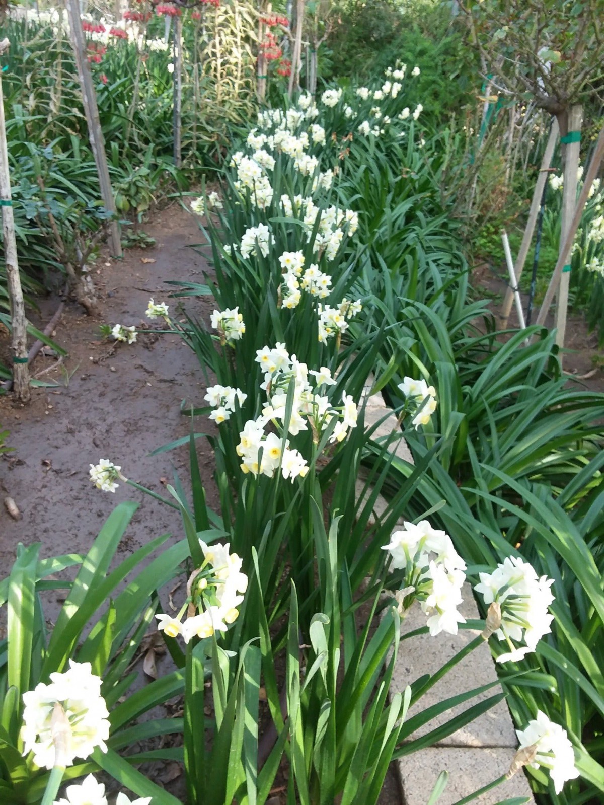 A pathway lined with blooming white flowers in a lush garden.