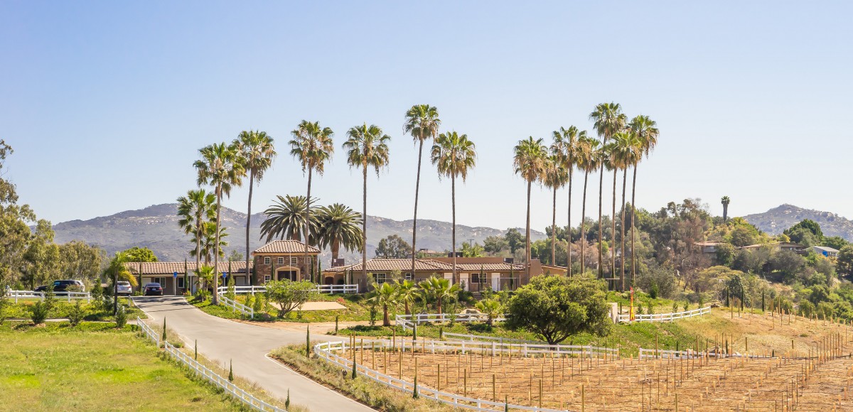 A picturesque vineyard featuring tall palm trees against a backdrop of mountains.